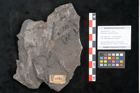 Foto (Objekt + Etikett) von Asterocarpus meriani Brongniart (NHMW-GEO-2024-0188-10612)